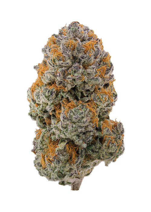 Red Snapper by Teds Budz