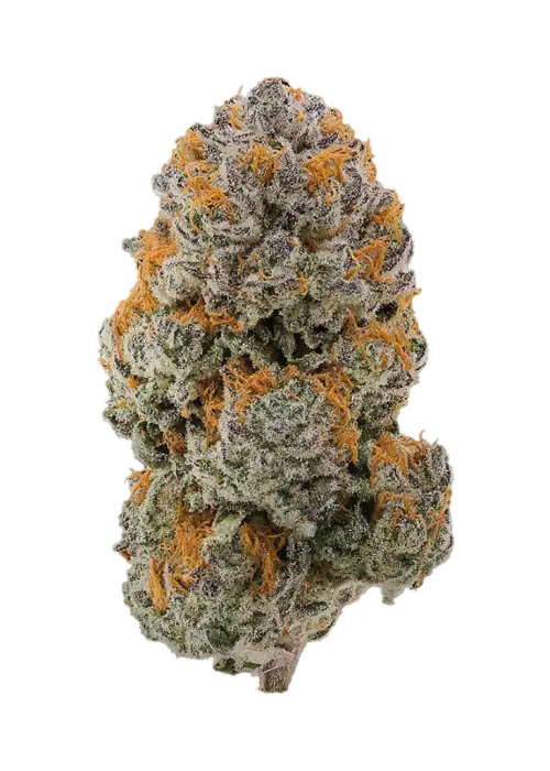 Red Snapper by Teds Budz