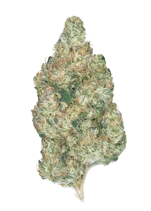 ZiZi