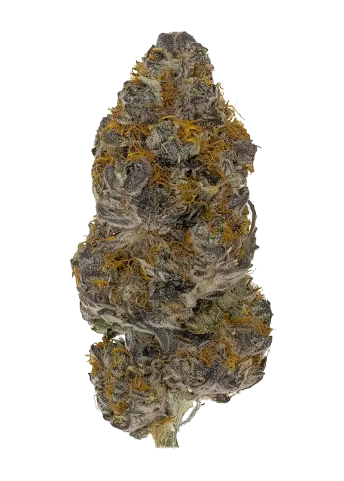 Toxica