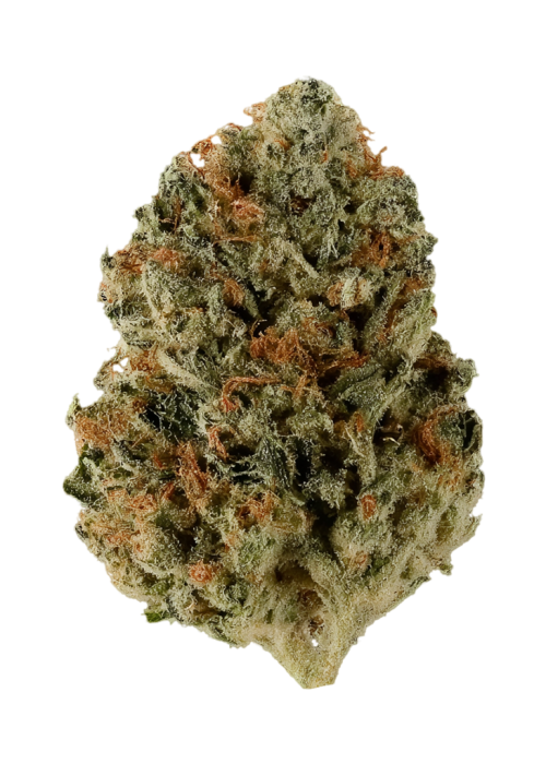 Orangutan