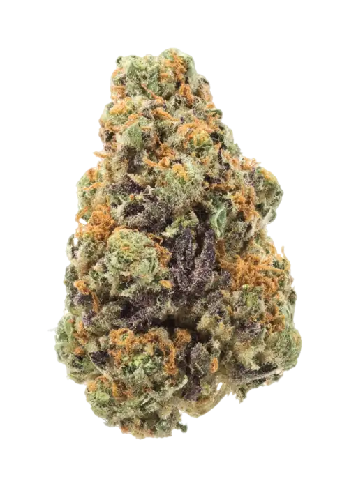 Purple Bazooka by Atlas Seed
