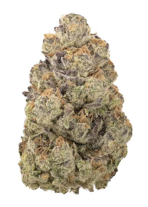 Aladdin’s Skunk by Khalifa Genetics