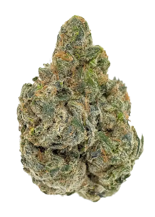 Tirah Maidan Hashplant by Khalifa Genetics