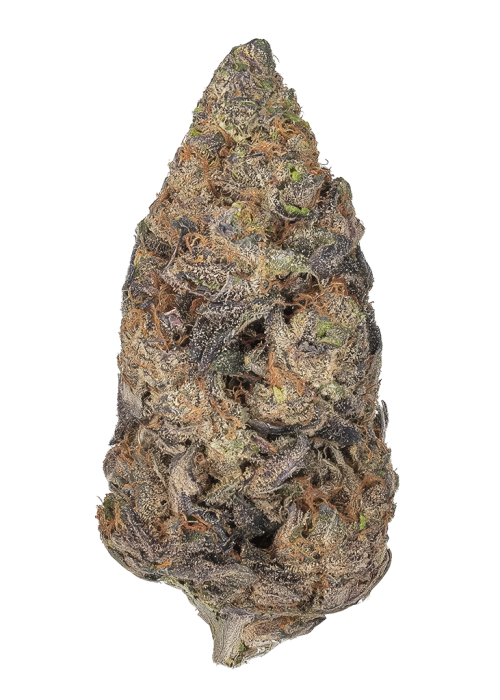 Aladdin Kush