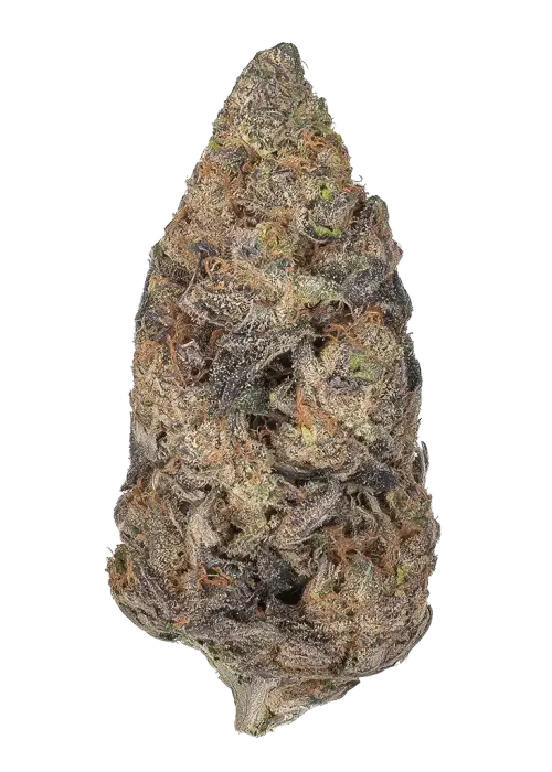 Aladdin Kush