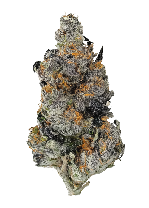 Black Magic By Craft Farmer