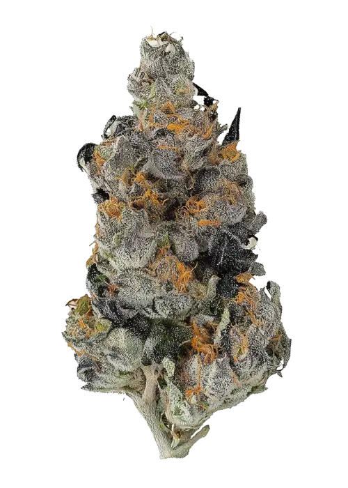 Black Magic By Craft Farmer