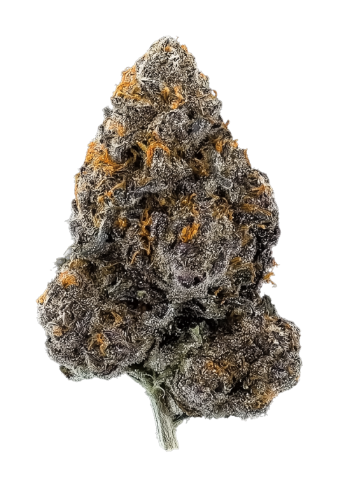 Black Durban by Xeno Seed Company