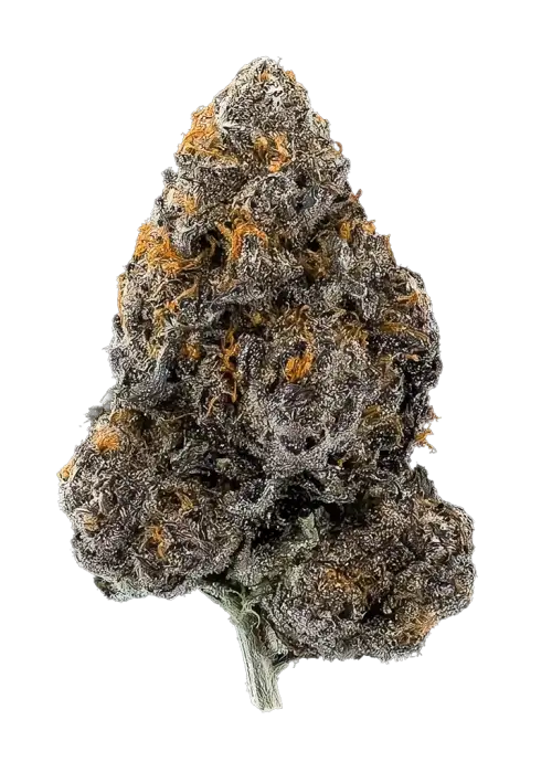 Black Durban by Xeno Seed Company
