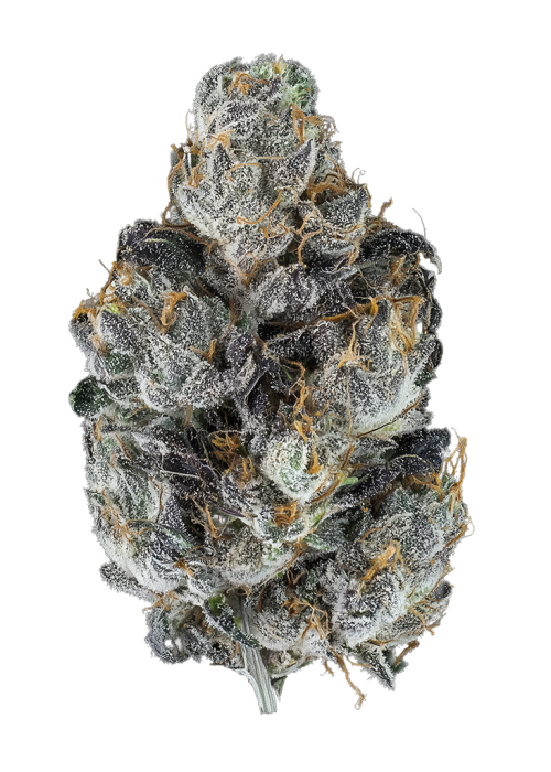 Amaretti by Xeno Seed Compnay