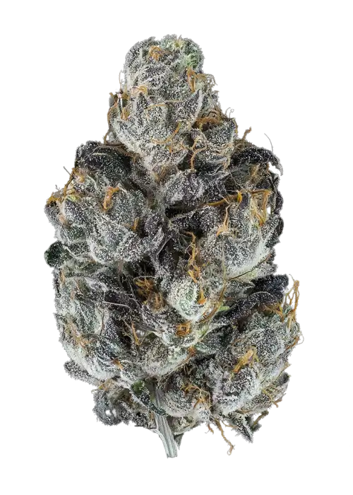 Amaretti by Xeno Seed Compnay