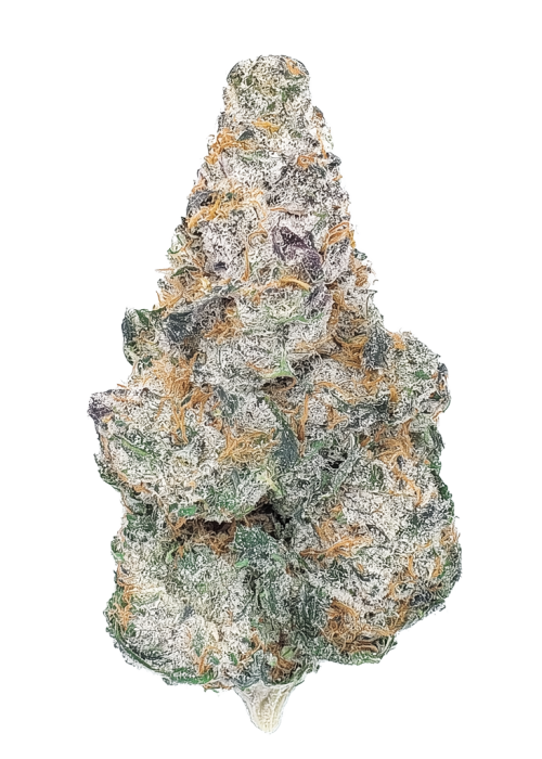 Mystic Mint by Xeno Seed Compnay