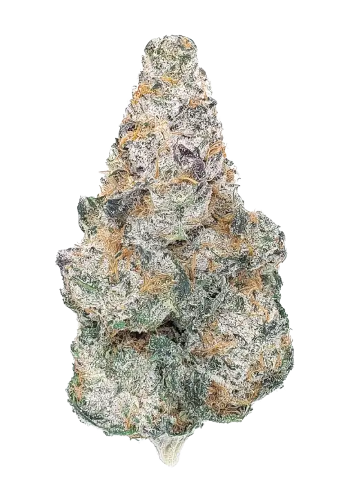 Mystic Mint by Xeno Seed Compnay