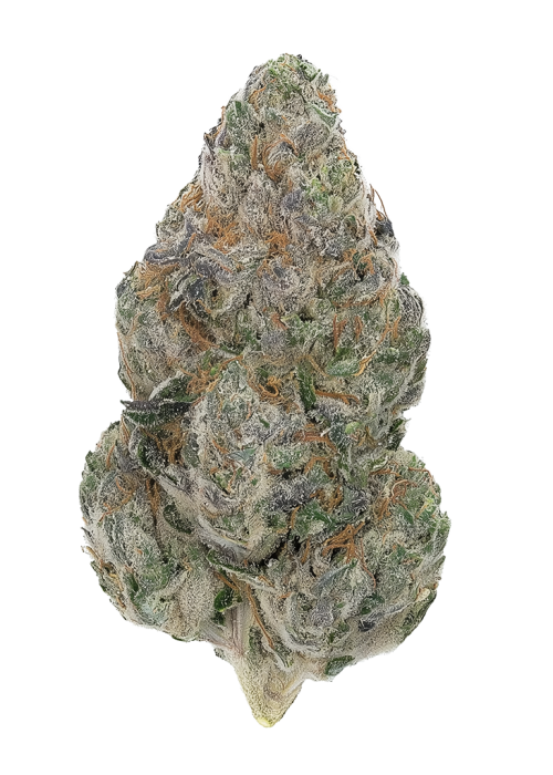 Black Opal by Xeno Seed Compnay