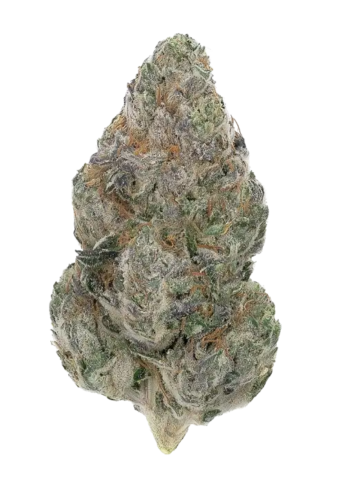Black Opal by Xeno Seed Compnay