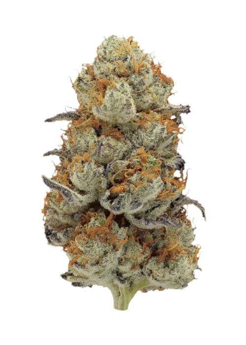 Monkey Business by Tsunami Seeds