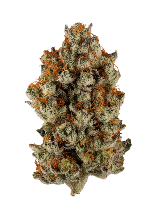 Fugu by Tsunami Seeds