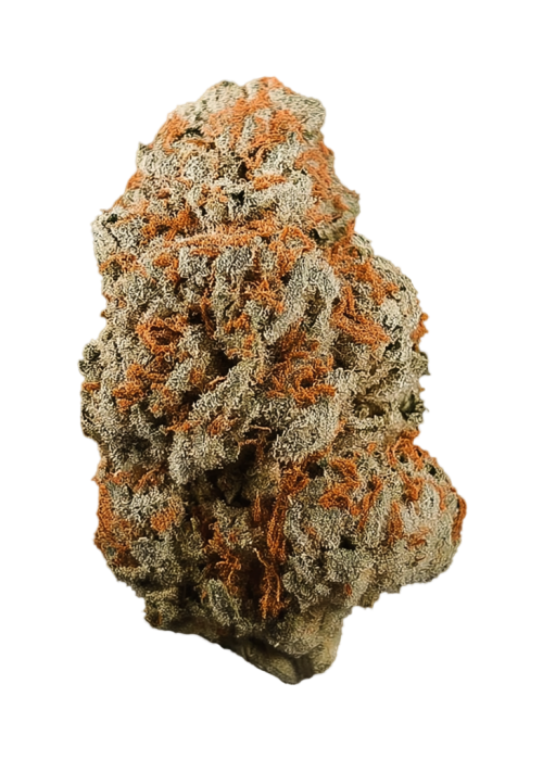 Orange Dot