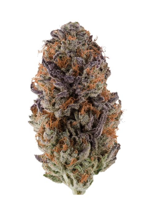 Limelight x Grape Sunshine