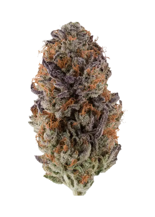 Limelight x Grape Sunshine