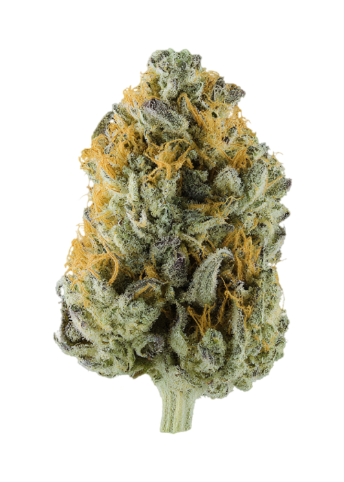 Golden Guava