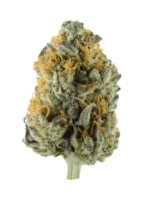 Golden Guava