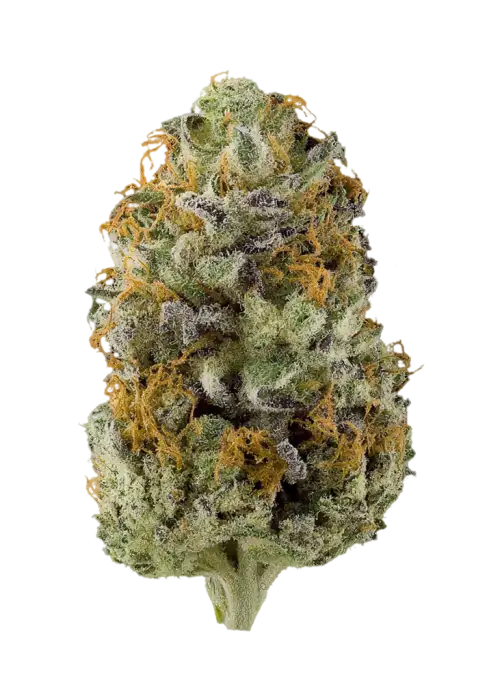 Pie Dough x Grape Sunshine