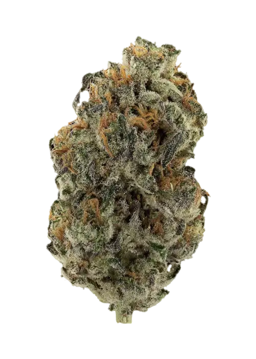 Grape Krush by Common Wealth Seed Co