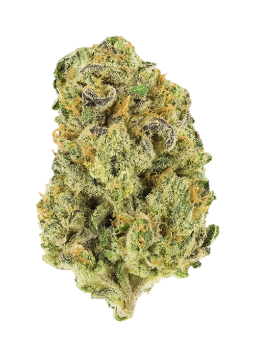 Lemon Tsunami