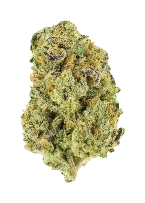 Lemon Tsunami