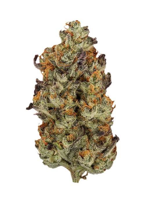 Party Wave by Tsunami Seeds