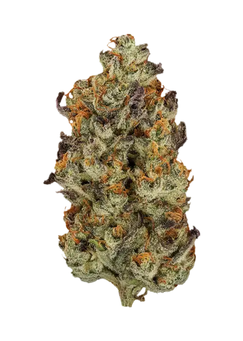 Party Wave by Tsunami Seeds