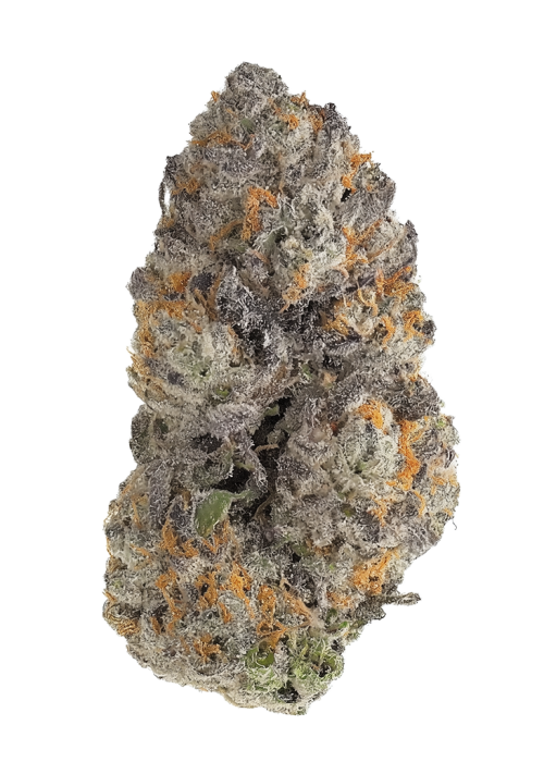 Frenchie