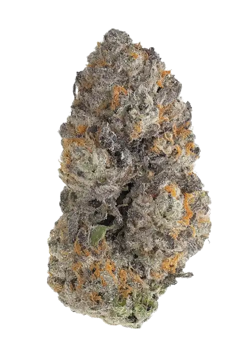 Frenchie