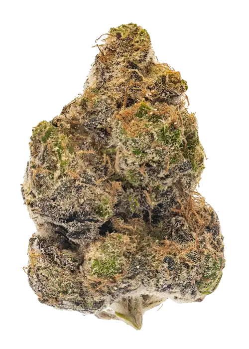 Sugar Pie by Cannarado Genetics