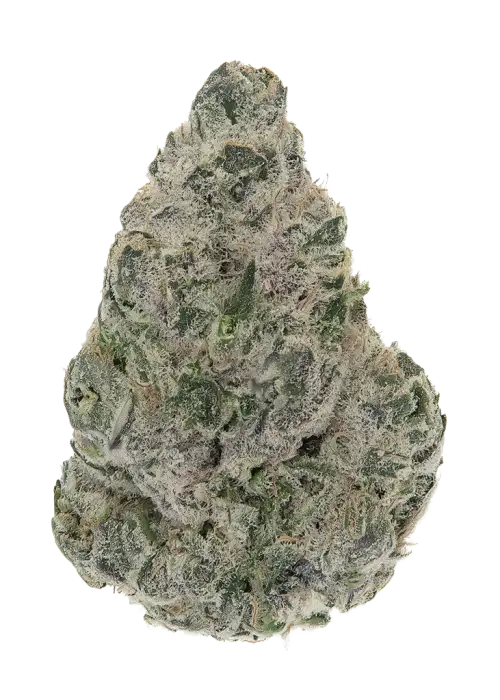 Zatti