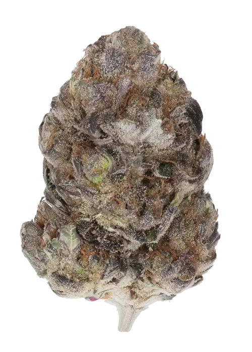 Bag O' Dosi
