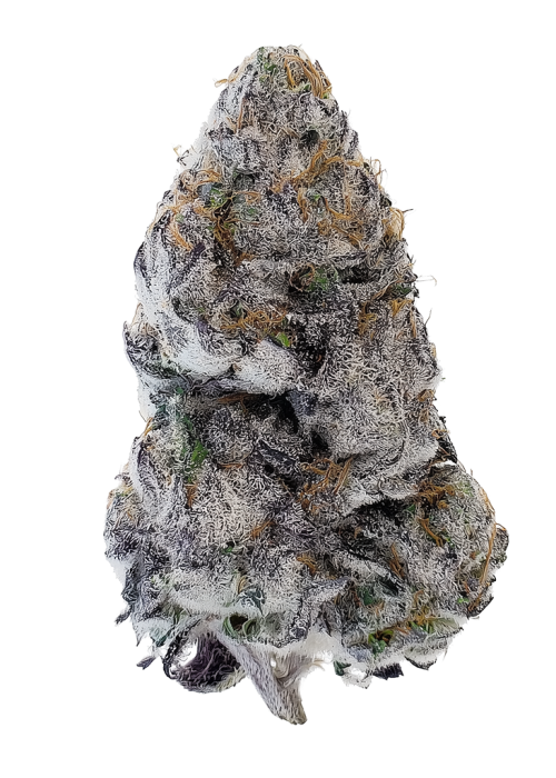 Lobster OG