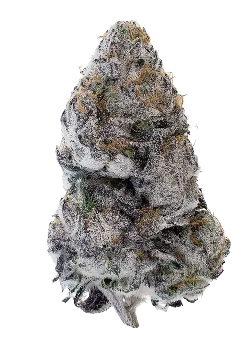 Lobster OG