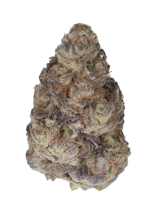 Happy Hour by Wizard Trees
