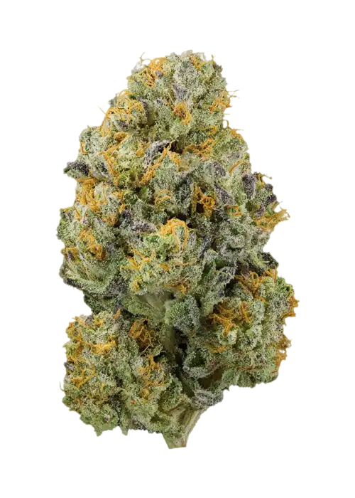 Morning Dew by 3rd Coast Genetic