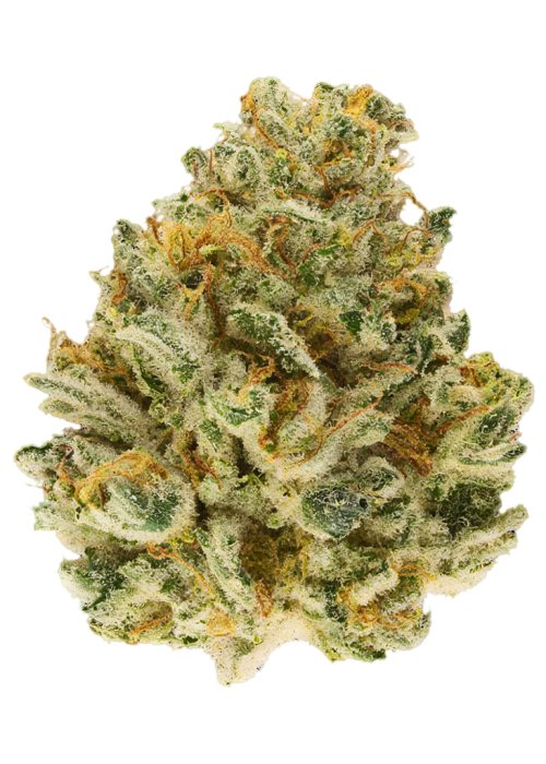 Escargot