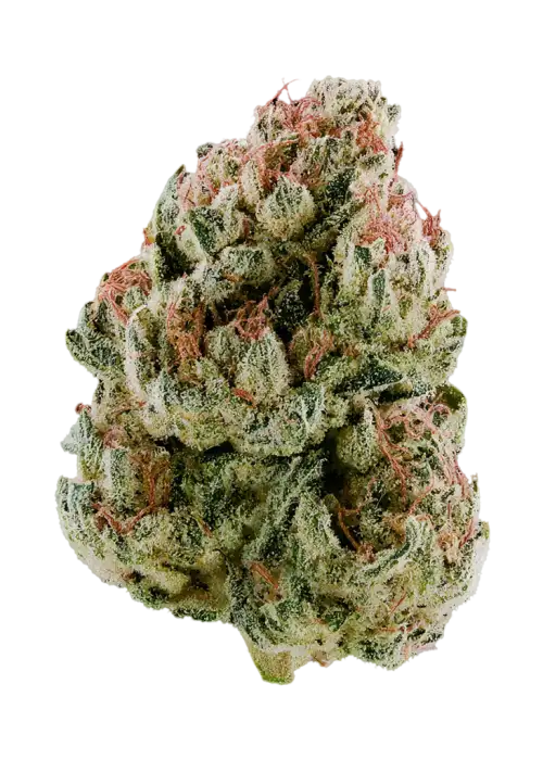Tomahawk by the TenCo