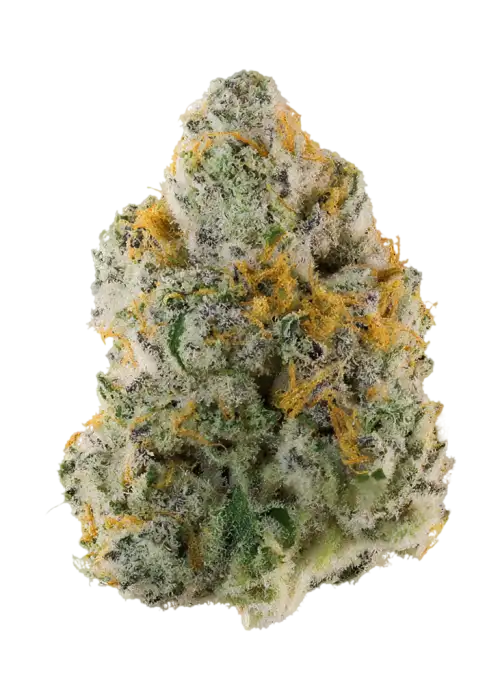 Neon Mango
