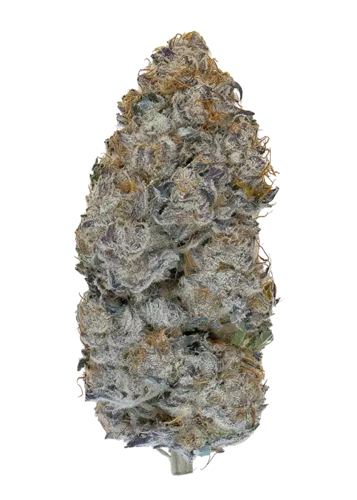 Dopalope R1