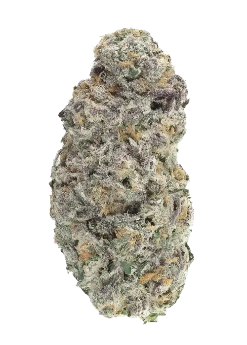 Gasonade S1