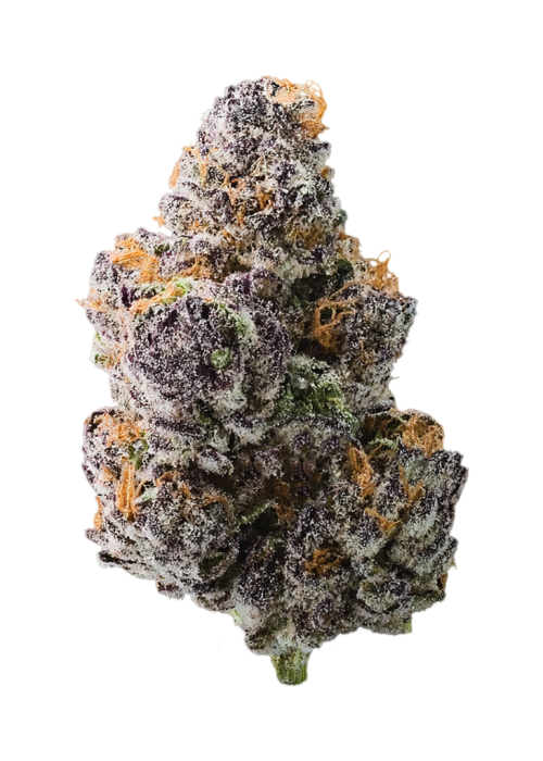 Blue Berrymore