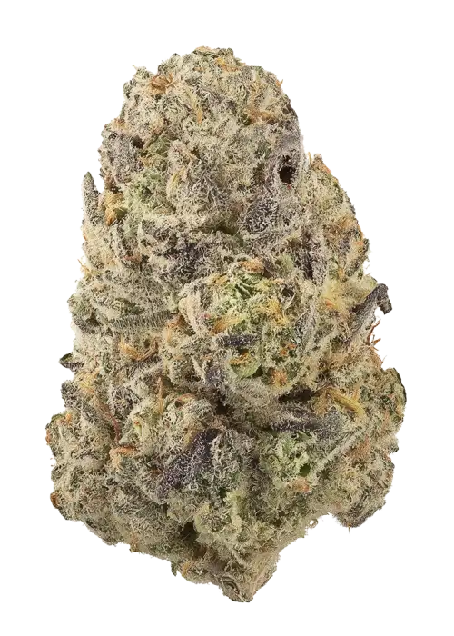 Platinum Paradise