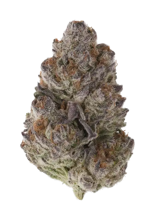 Truffmosa R1